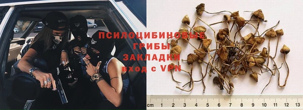 сатива Алзамай